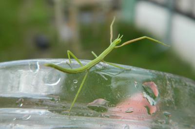 <i>Clonopsis gallica</i>