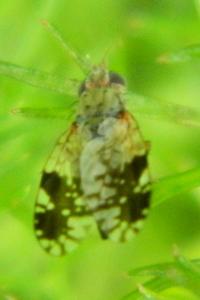 <i>Tephritis neesii</i>