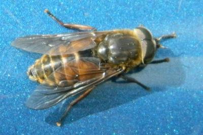 <i>Tabanus bovinus</i>