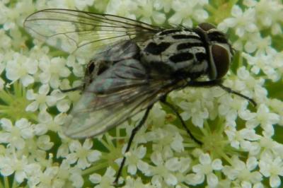 <i>Graphomya maculata</i>