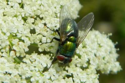 <i>Lucilia caesar</i>
