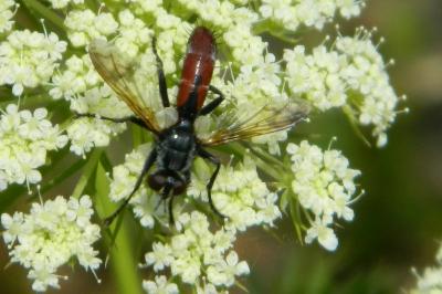 <i>Cylindromyia bicolor</i>