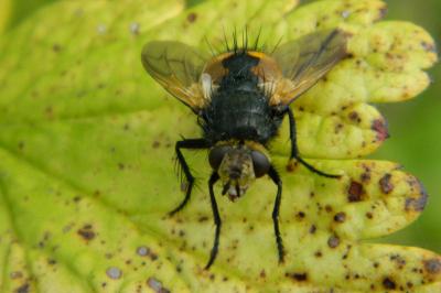 <i>Phryxe magnicornis</i>