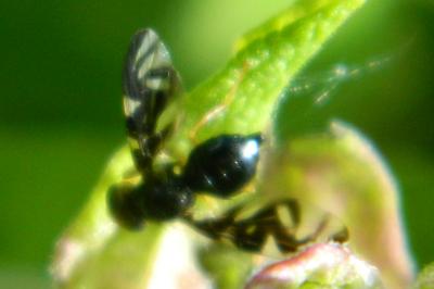 <i>Euleia heraclei</i>