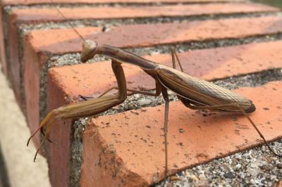 <i>Mantis religiosa</i>