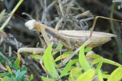 Mantis religiosa