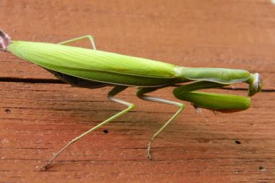 <i>Mantis religiosa</i>