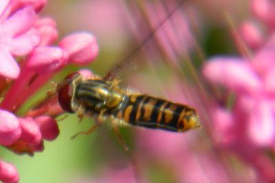 <i>Episyrphus balteatus</i>