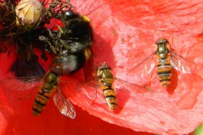 <i>Episyrphus balteatus</i>