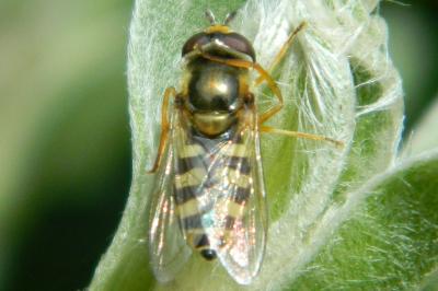 <i>Eupeodes corollae</i>