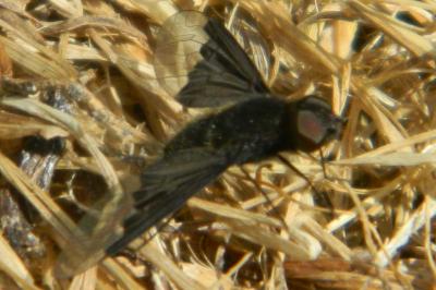 <i>Hemipenthes morio</i>