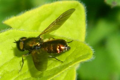 <i>Chloromyia formosa</i>