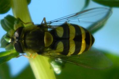 <i>Syrphus ribesii</i>
