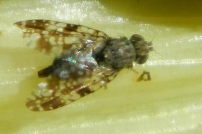 <i>Campiglossa producta</i>