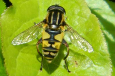 <i>Helophilus pendulus</i>