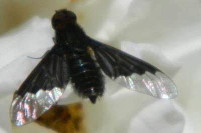 <i>Hemipenthes morio</i>