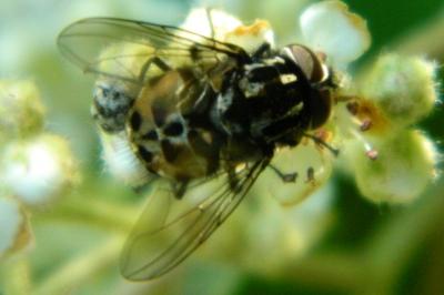 <i>Graphomya maculata</i>