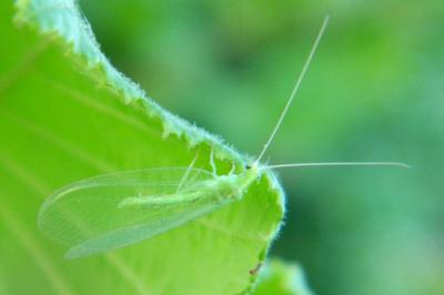 <i>Chrysoperla</i>