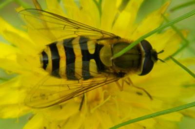 <i>Syrphus ribesii</i>