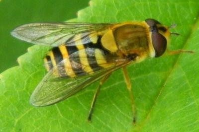 <i>Syrphus vitripennis</i>