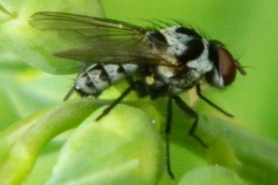 <i>Anthomyia procellaris</i>