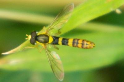 <i>Sphaerophoria scripta</i>
