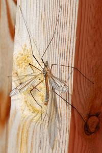 <i>Tipula vernalis</i>