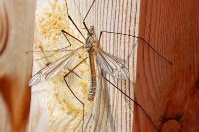 <i>Tipula vernalis</i>