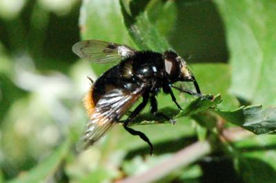 <i>Volucella bombylans</i>