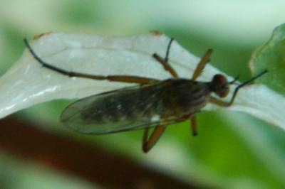 <i>Empis</i>