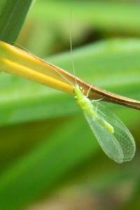 <i>Chrysoperla</i>
