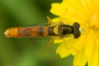 <i>Sphaerophoria scripta</i>