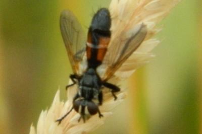 <i>Cylindromyia pilipes</i>