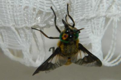 <i>Chrysops viduatus</i>