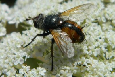 <i>Tachina fera</i>