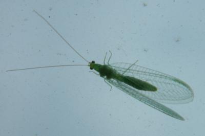<i>Chrysoperla</i>