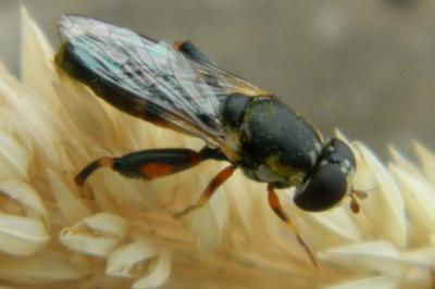 <i>Syritta pipiens</i>