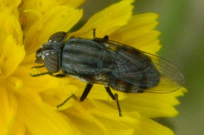 <i>Stomorhina lunata</i>