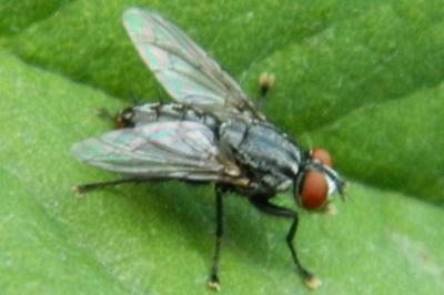 <i>Phaonia valida</i>