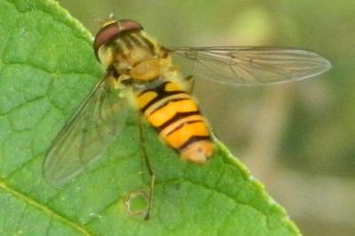 <i>Episyrphus balteatus</i>