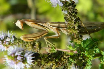 <i>Mantis religiosa</i>