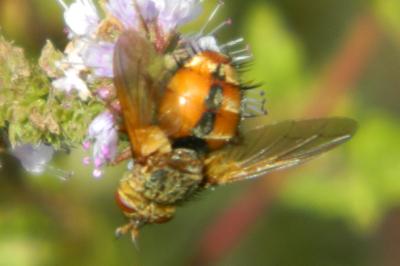 <i>Tachina fera</i>