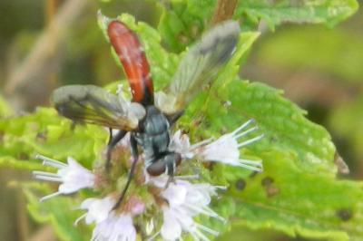 <i>Cylindromyia bicolor</i>