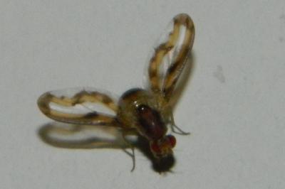 <i>Toxoneura muliebris</i>