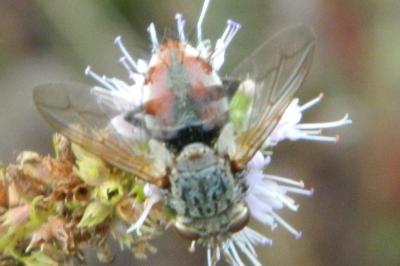 <i>Peleteria iavana</i>