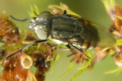 <i>Stomorhina lunata</i>