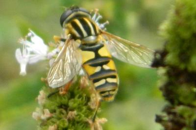 <i>Helophilus pendulus</i>