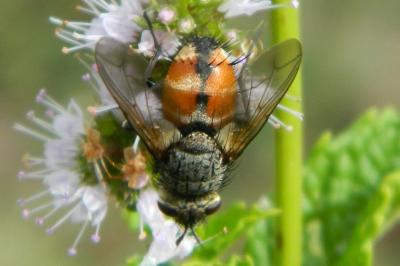 <i>Peleteria rubescens</i>