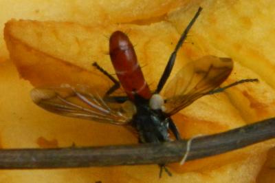 <i>Cylindromyia bicolor</i>