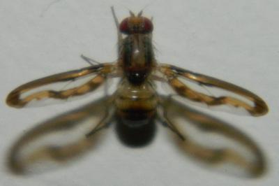 <i>Toxoneura muliebris</i>
